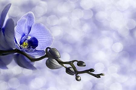 Fototapety Blue Orchid Flowers 6375